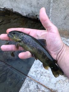 Brown Trout