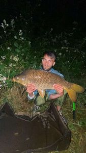 Common Carp