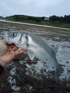 European Bass (Seabass)