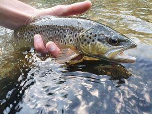 Brown Trout