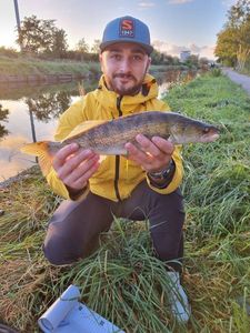 Zander