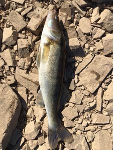 Zander