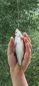 Roach