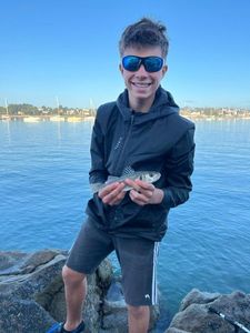 European Bass (Seabass)