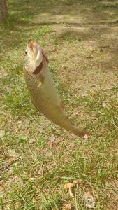 Rainbow Trout