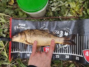 Common Carp