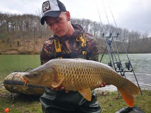 Common Carp