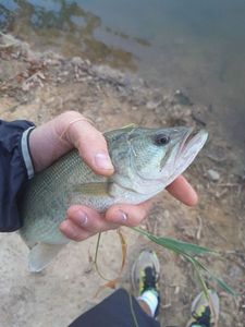 Largemouth Bass