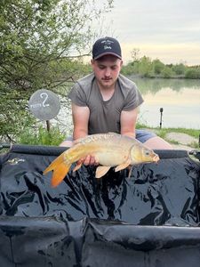 Mirror Carp