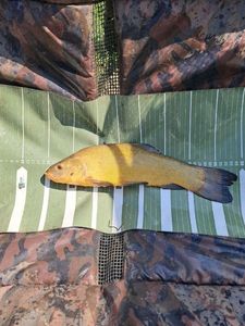Tench