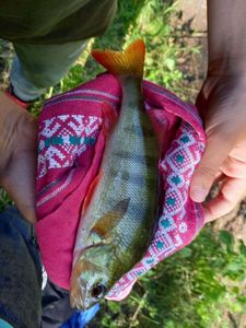 European Perch
