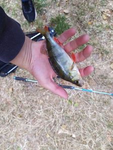 European Perch