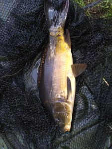 Mirror Carp