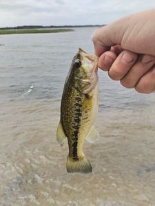 Largemouth Bass