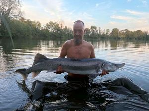 Sturgeon