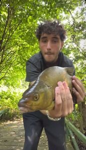 Common Bream