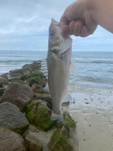 European Bass (Seabass)