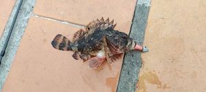 Brown Scorpionfish