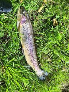 Rainbow Trout