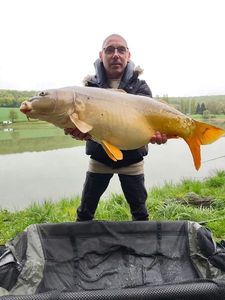 Common Carp