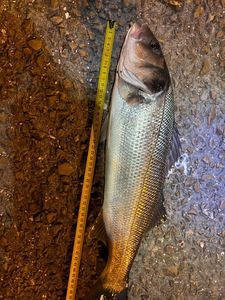 European Bass (Seabass)
