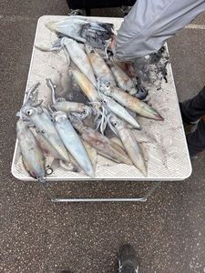 European Squid