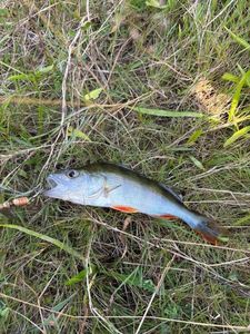 European Perch