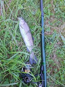 Rainbow Trout