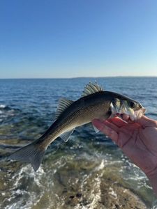European Bass (Seabass)