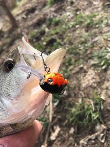 Largemouth Bass