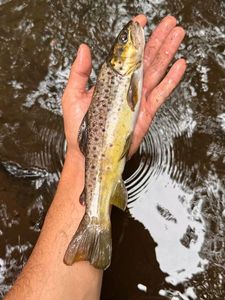 Brown Trout
