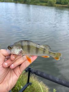 European Perch