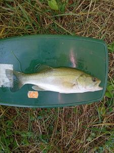 Largemouth Bass