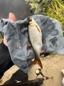 Roach