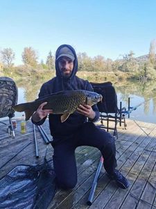 Common Carp