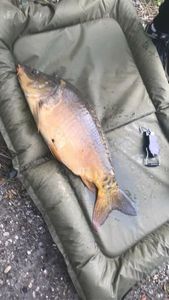 Mirror Carp