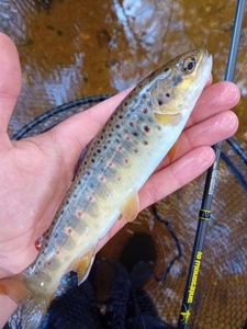 Brown Trout