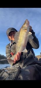 Zander