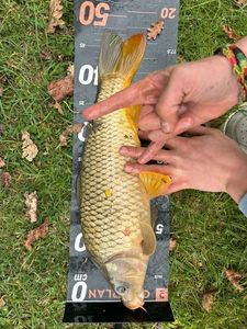Common Carp