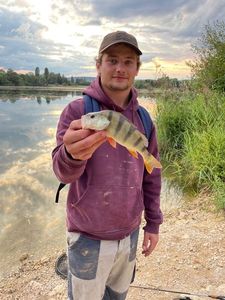 European Perch