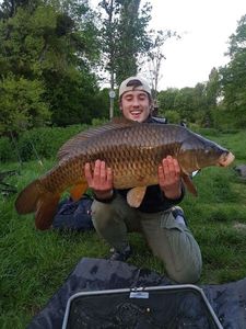 Common Carp