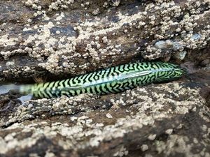 Mackerel