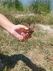 Noble Crayfish