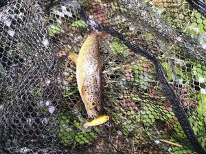 Brown Trout