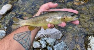 Brown Trout