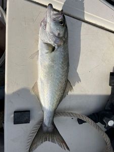 Bluefish