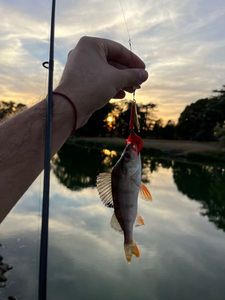 European Perch