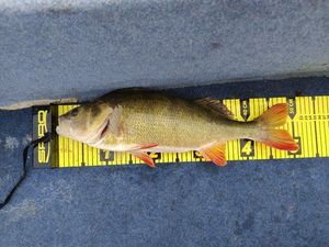 European Perch