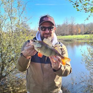 European Perch