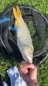 Common Carp